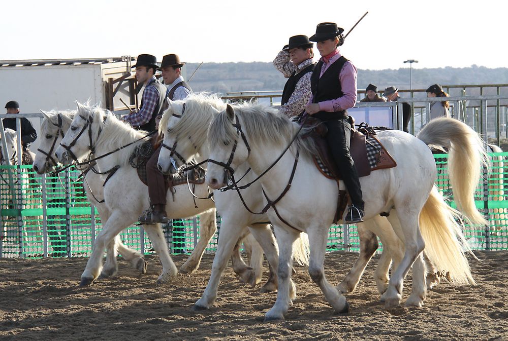 Camarguepferde auf dem Weg zu den Rindern