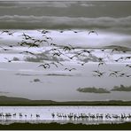 Camargue,un'alba in b/n