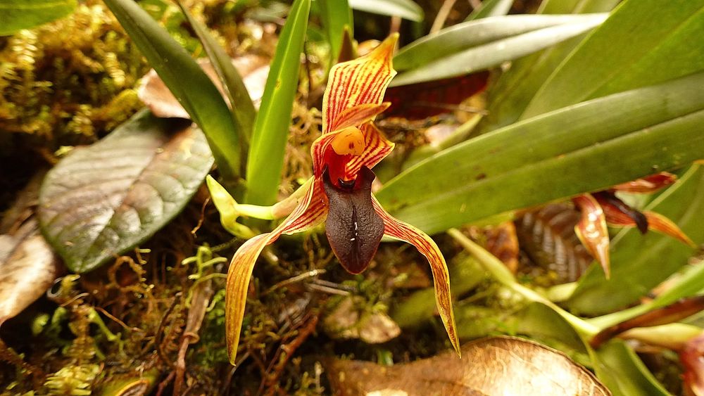 Camaridium hematoglossum Foto & Bild world, natur, landschaft Bilder