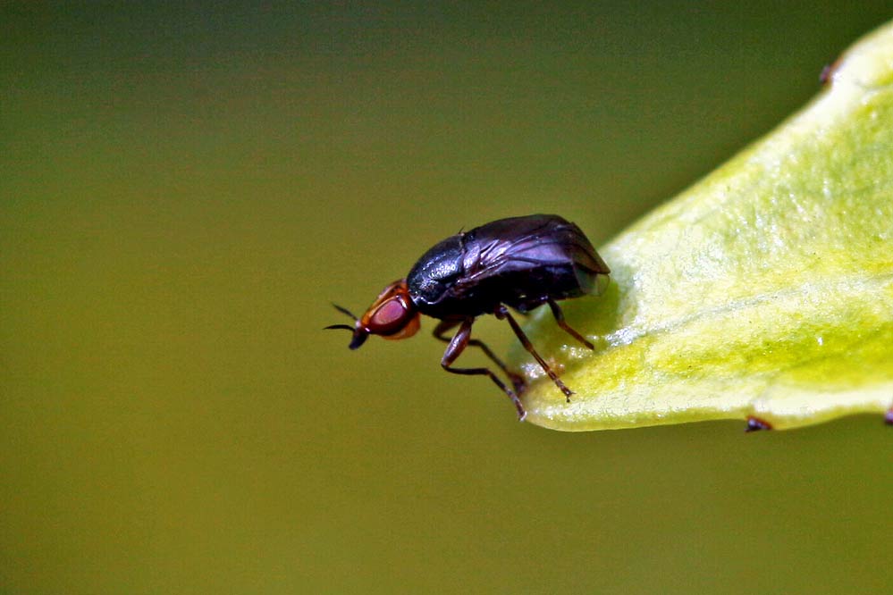 Camarota curvipennis