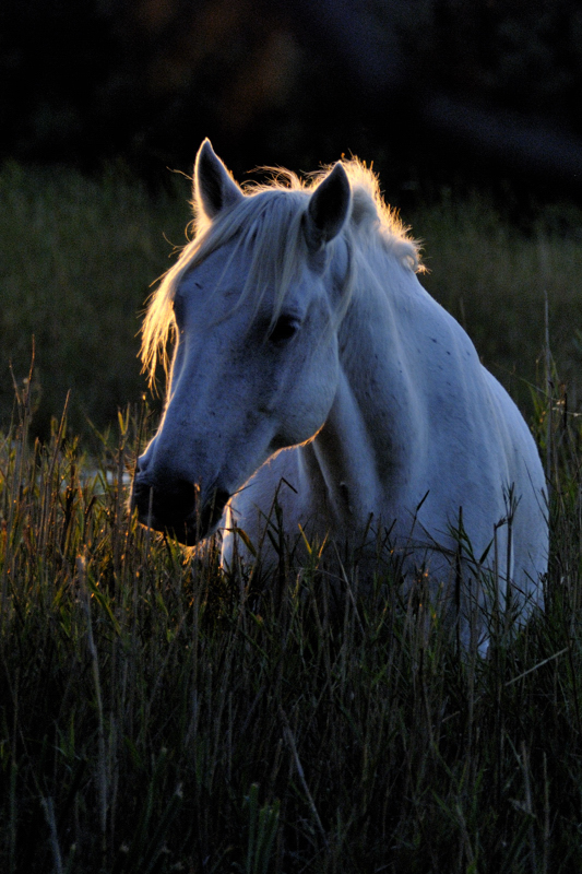 Camarque - Pferd