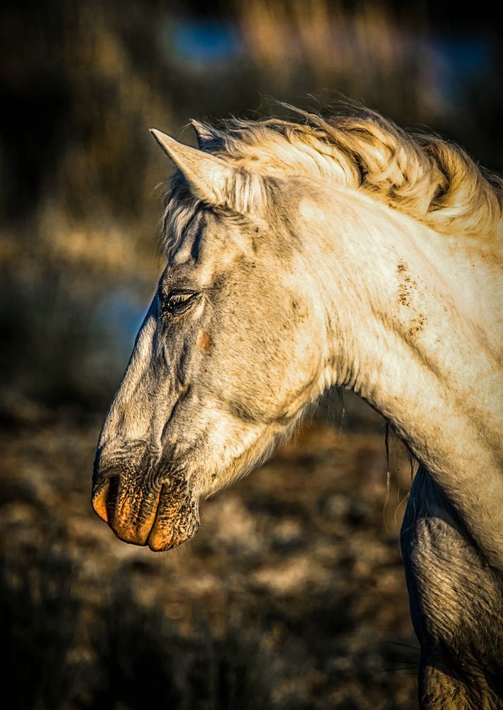 Camarque-Pferd im Albufera Naturpark