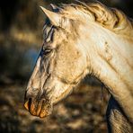 Camarque-Pferd im Albufera Naturpark