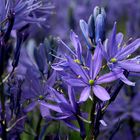 Camassia