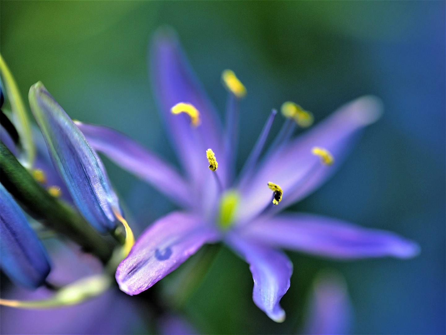 Camassia