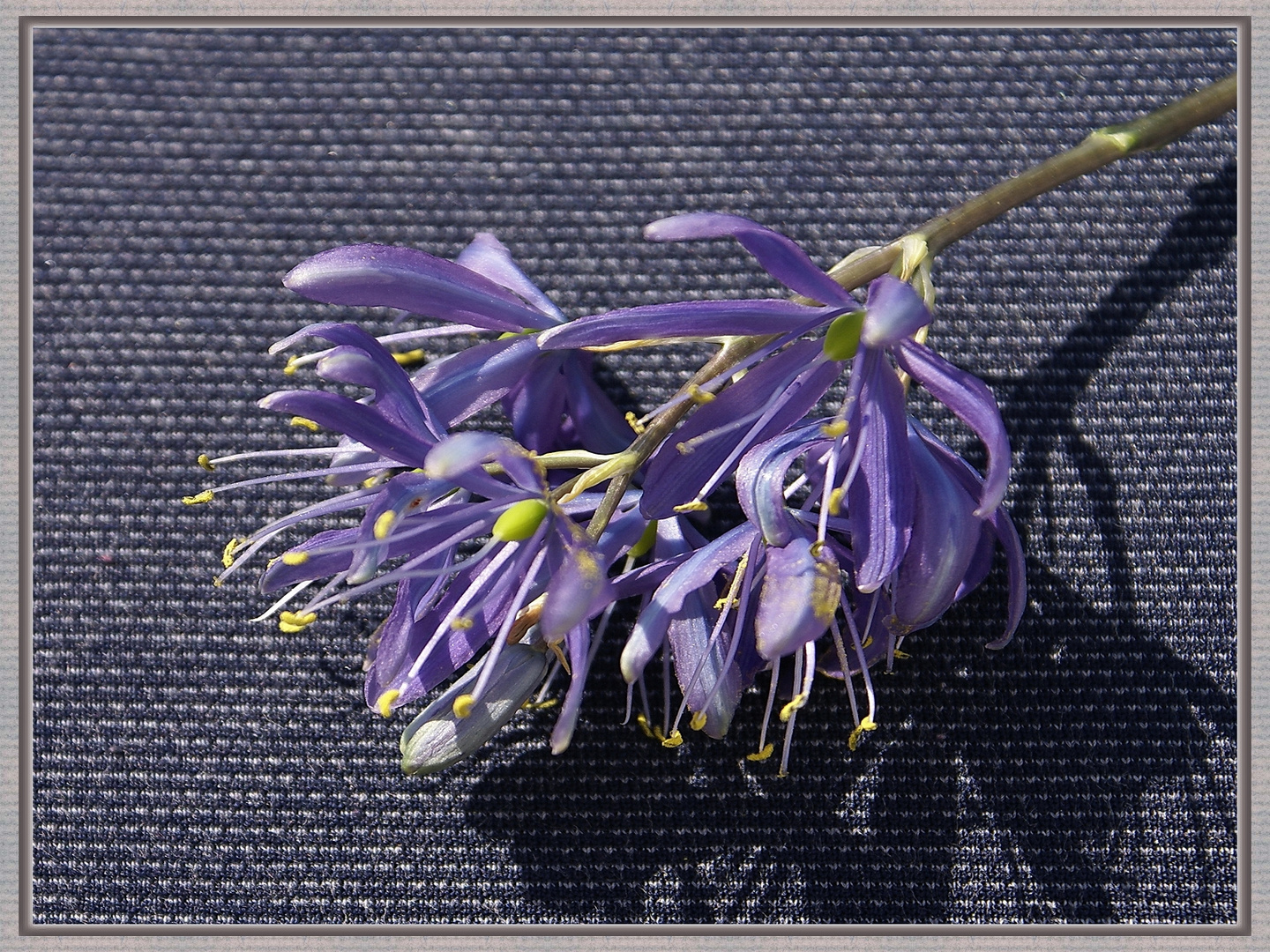 Camassia Cusikii