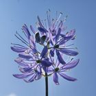 Camassia Cusikii in blau