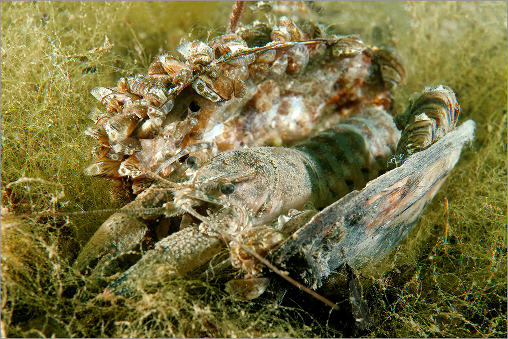 Camberkrebs in der Großen Teichmuschel