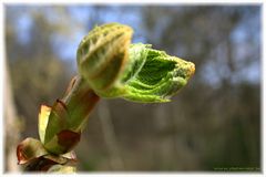 Cambiamento - Veränderung