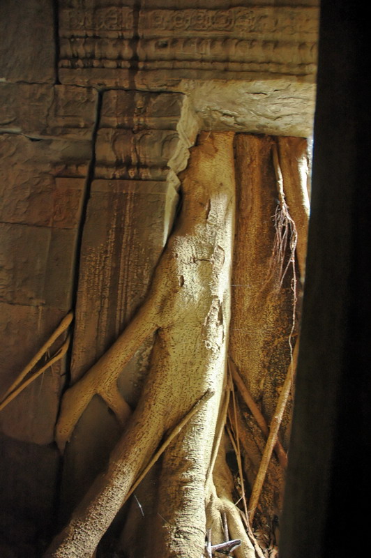 Cambodge 2006 Fromager envahissant le Ta Prohm temple