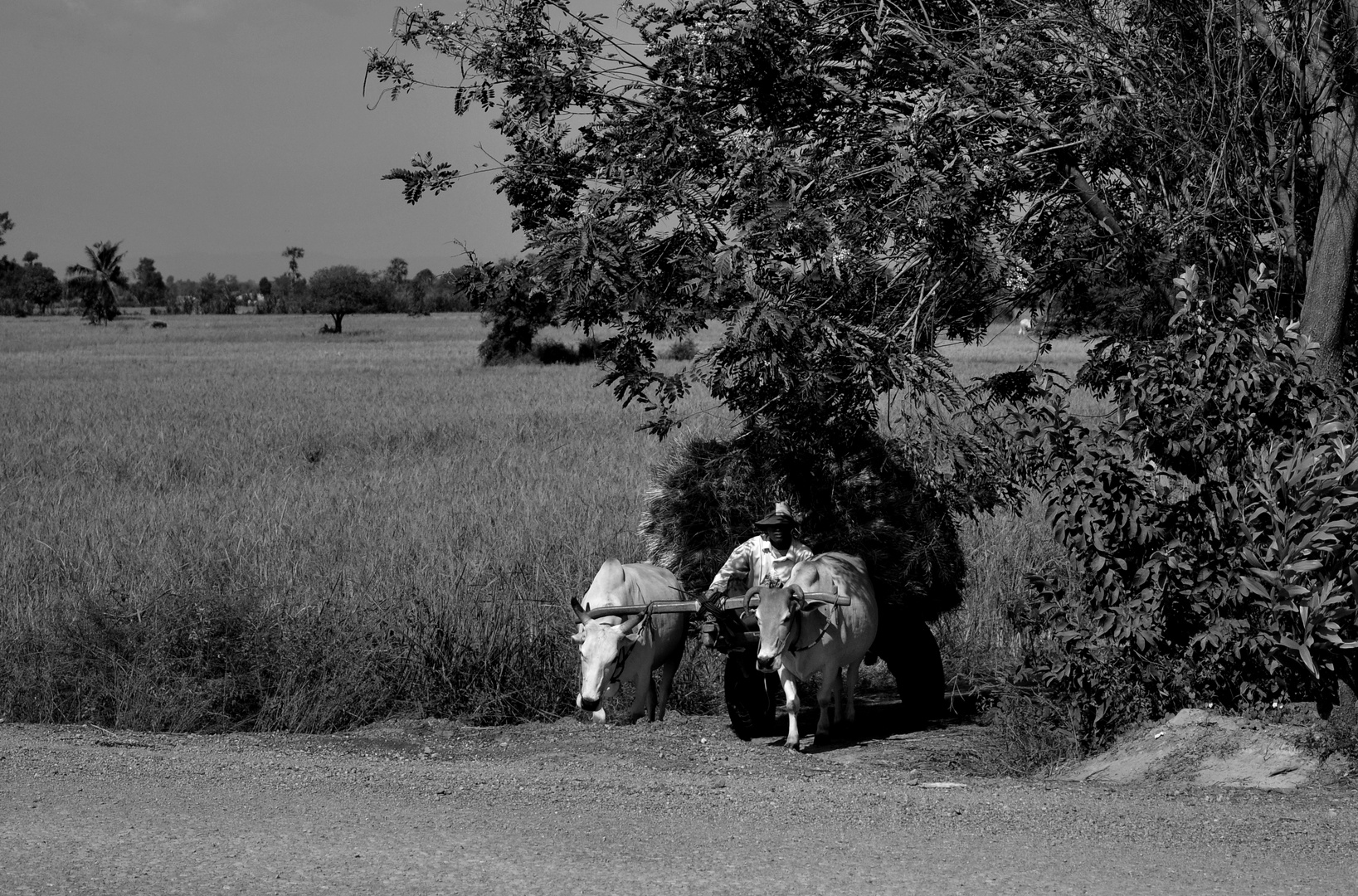 Cambodge, retour de rizière