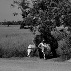 Cambodge, retour de rizière