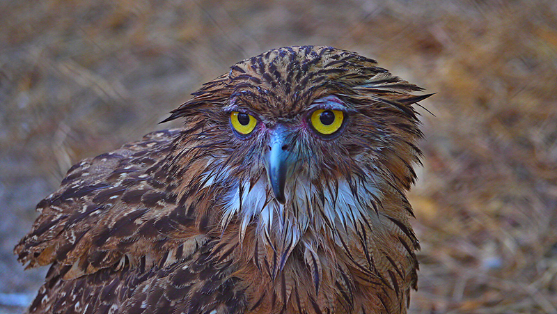 Cambodia - Adler ??