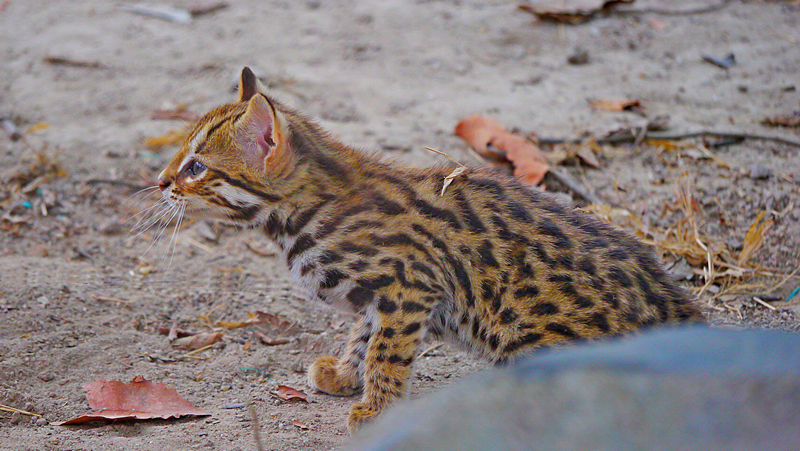 Cambodia - leopard cat / KEIN HAUSTIER