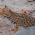 Cambodia - leopard cat / KEIN HAUSTIER