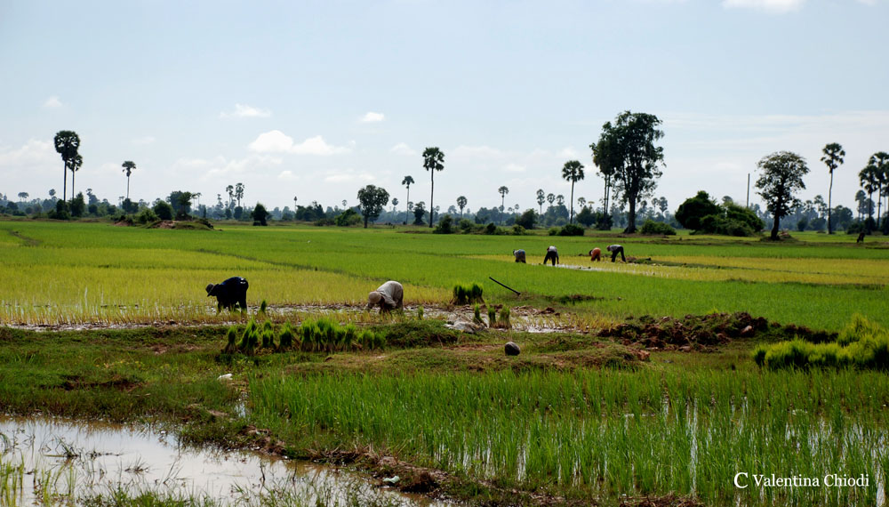 Cambodia rice field