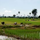 Cambodia rice field