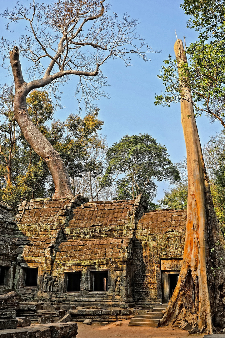 Cambodia, Tha Prohm