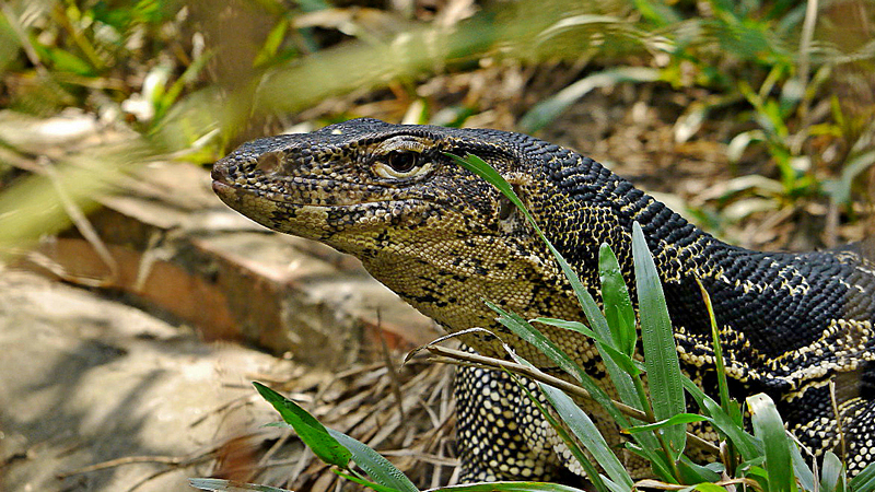 Cambodia - Waran