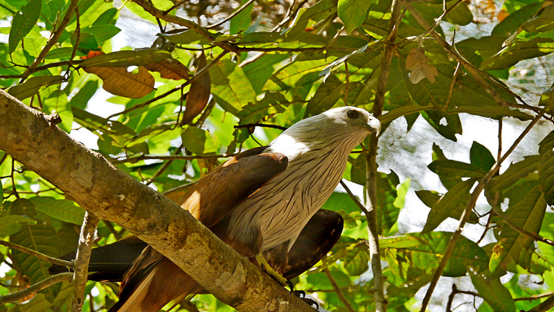 Cambodia - Wildlife