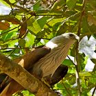 Cambodia - Wildlife