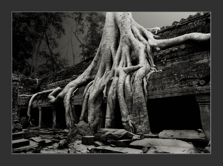 Cambodia/Angkor / Ta Prohm 2