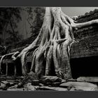 Cambodia/Angkor / Ta Prohm 2