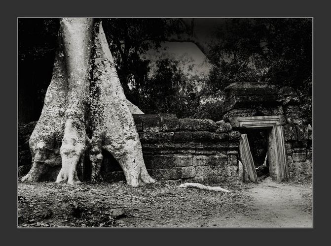 Cambodia/Angkor / Ta Prohm 3