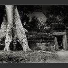 Cambodia/Angkor / Ta Prohm 3