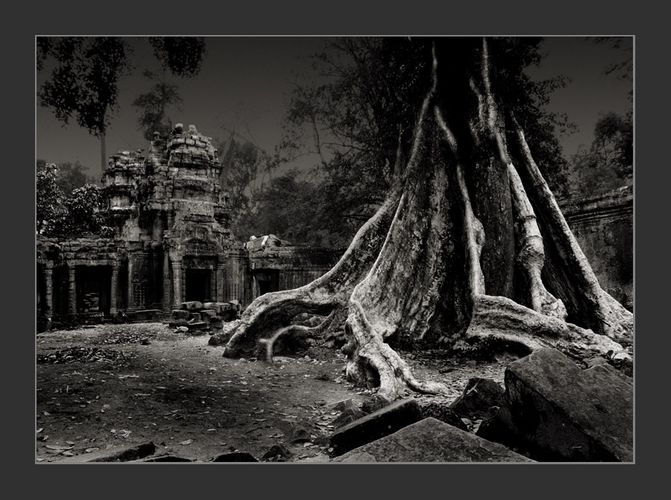 Cambodia/Angkor / Ta Prohm 4