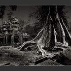 Cambodia/Angkor / Ta Prohm 4