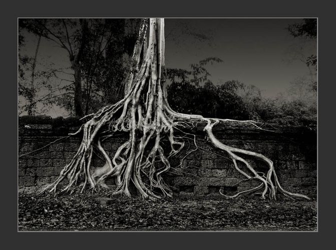 Cambodia/Angkor / Ta Prohm 5