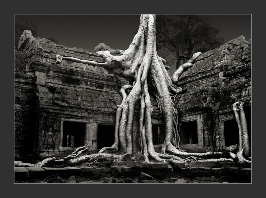 Cambodia/Angkor / Ta Prohm 6