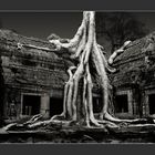 Cambodia/Angkor / Ta Prohm 6