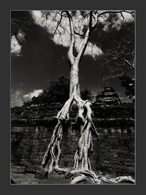 Cambodia/Angkor/Ta Prom 1