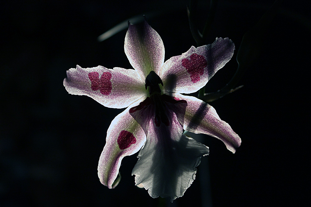 Cambria Beallara Tahoma "Glacier Green"