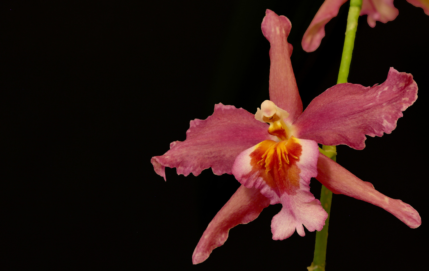 Cambria-Orchidee