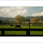 Cambridge Stud Farm