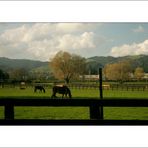 Cambridge Stud Farm