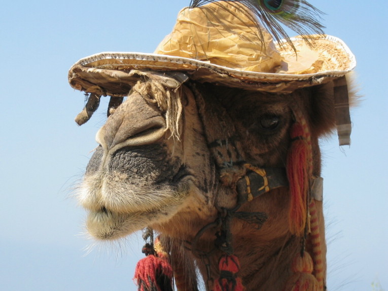 Camel