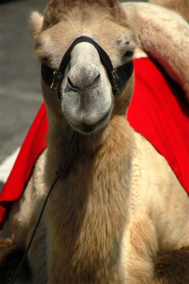 Camel