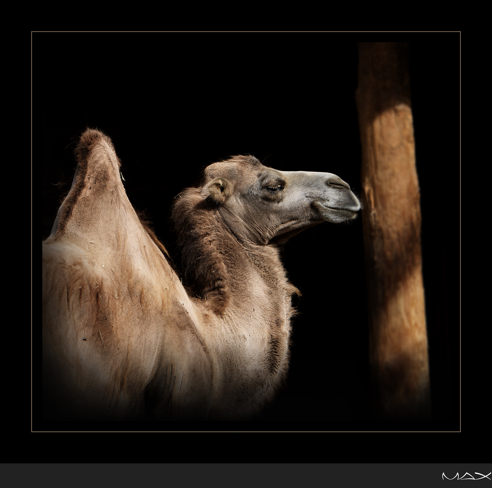 - CameL -