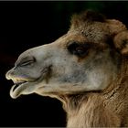 Camel