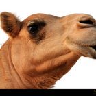 Camel - A Portrait