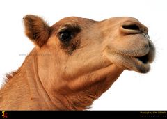 Camel - A Portrait