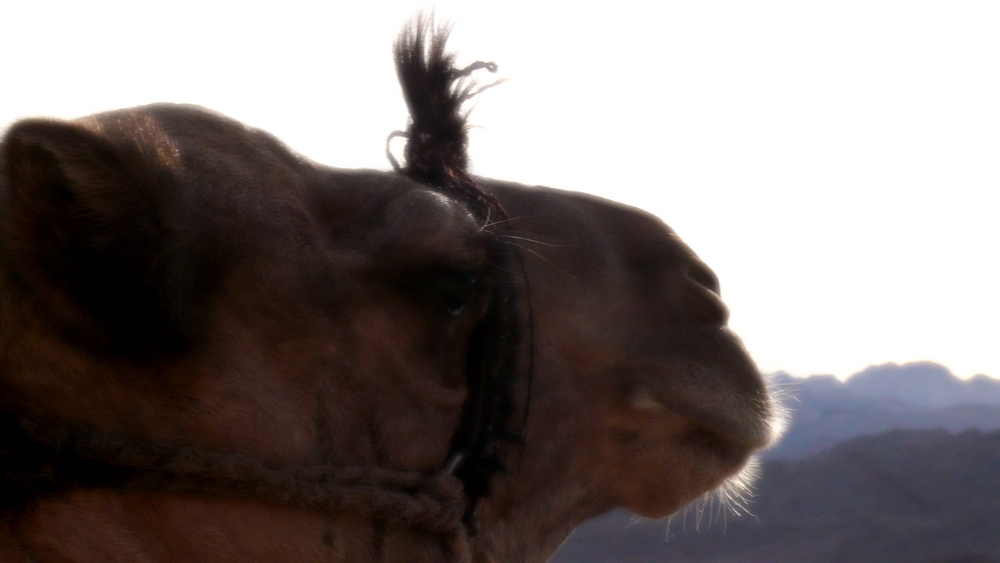 camel am sinai