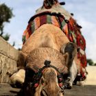 Camel at mount olive