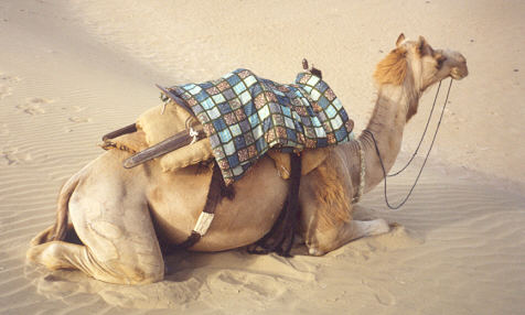 Camel at the Jaisalmer sand dunes