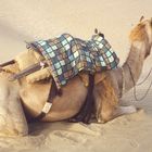 Camel at the Jaisalmer sand dunes