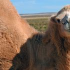 Camel buck in good mood